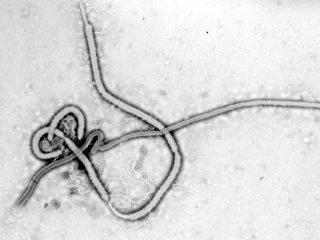 All about ebola virus