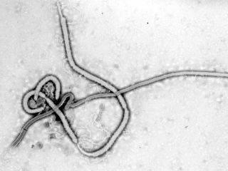 Tout sur le virus ebola